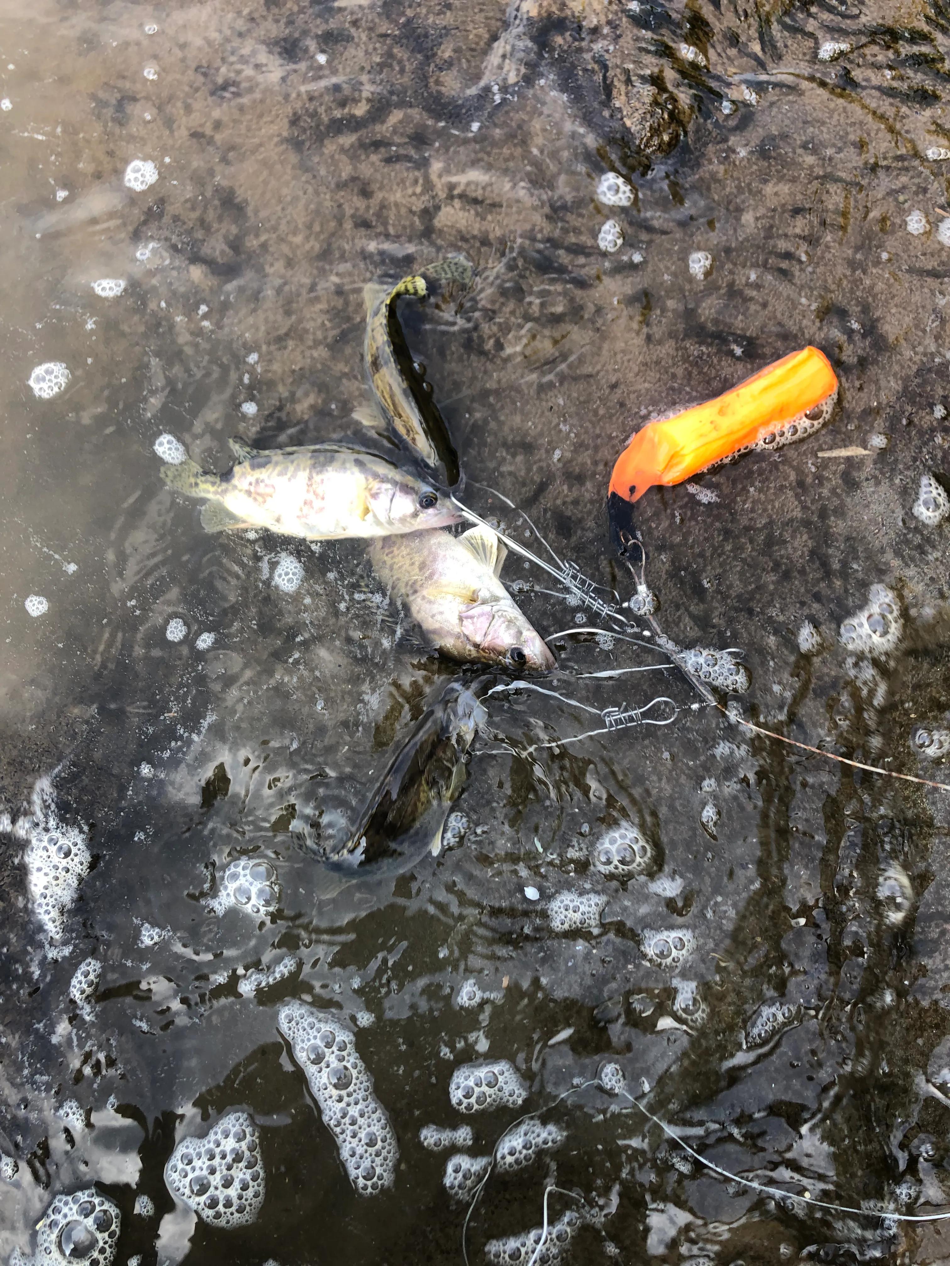 成都周边路亚白条怎么钓上鱼最快,桥下路亚钓鳜鱼教学