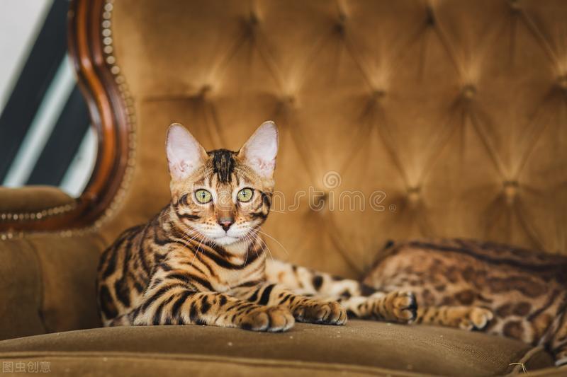 猫咪的脚受伤了怎么处理,猫咪的脚受伤肿了可以自愈嘛