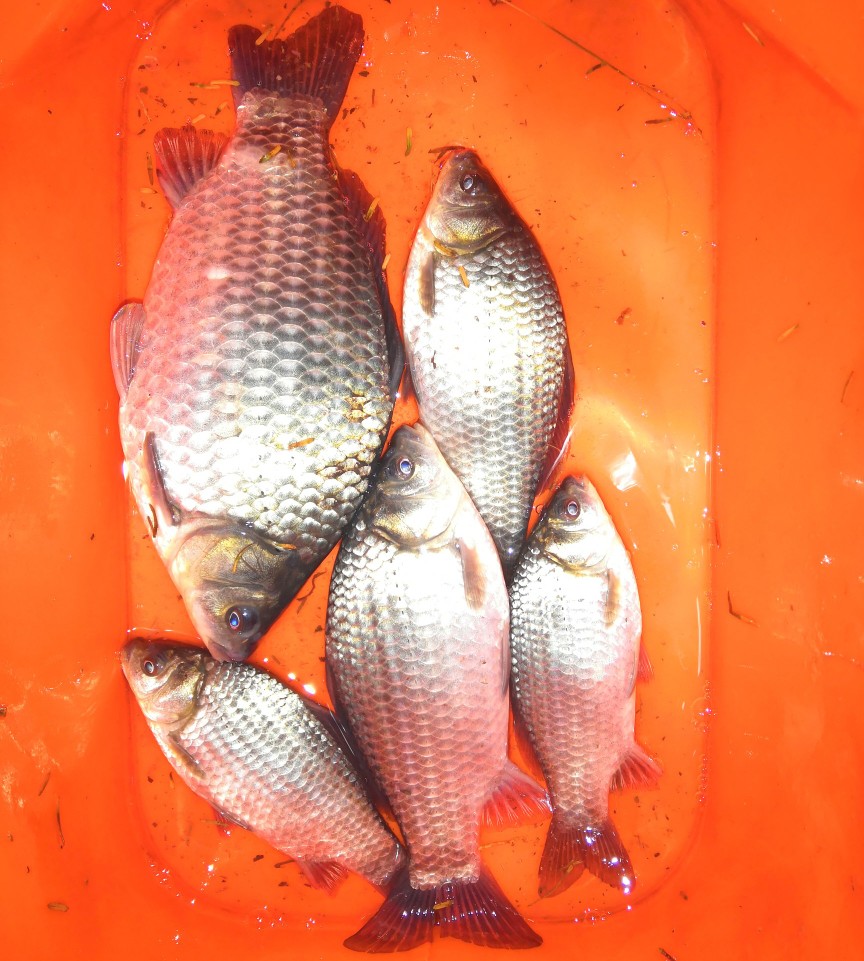 野钓注意事项及时收竿,野钓技巧什么时候起竿