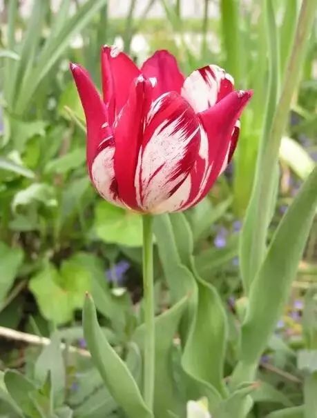 这才是世界上最贵的花卉,十大名贵花卉家养