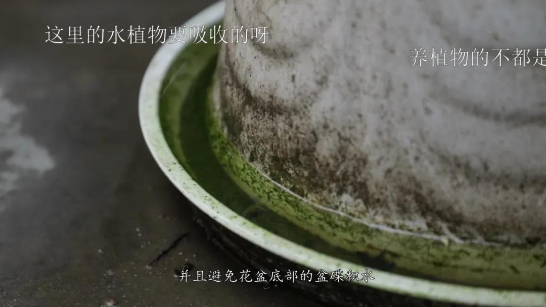 蚊子驱蚊最快的方法,夜晚蚊子多怎么有效的驱蚊