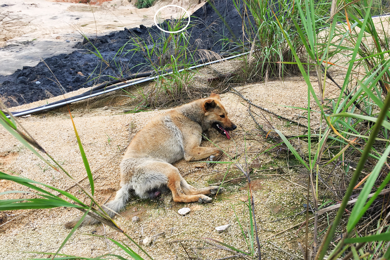 市区大型恶犬被处理,恶犬咬死鸭子