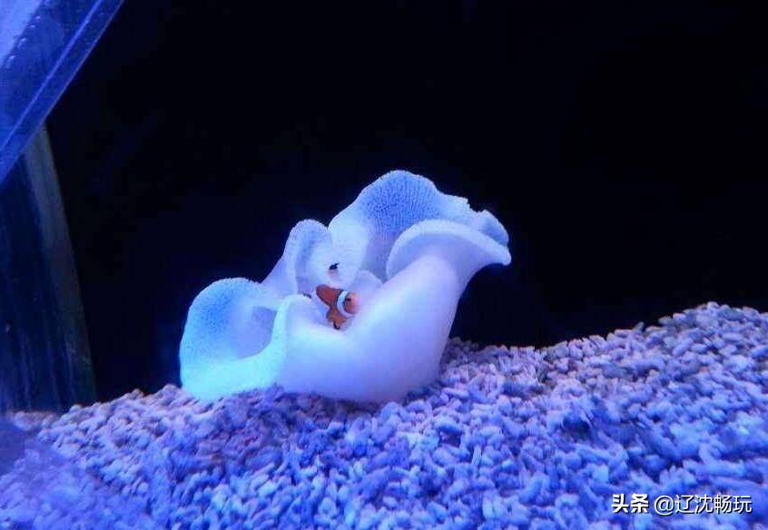 沈阳带小宝宝去的海洋馆,沈阳海洋馆欢乐海底世界