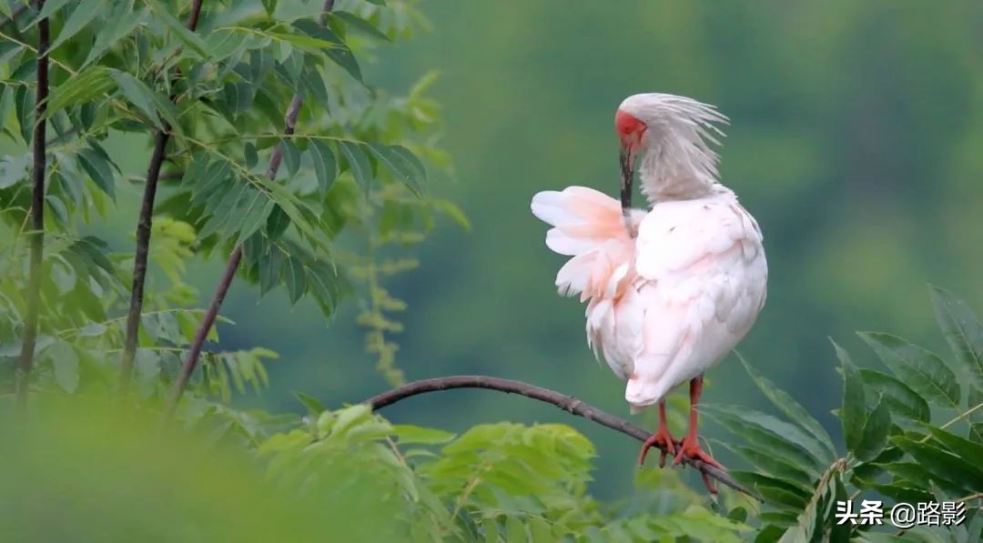花重锦官城,花重锦官城长安