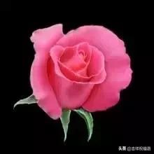 5201314，送你999玫瑰花，祝你爱情甜甜蜜蜜