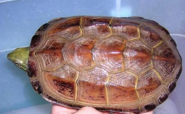 中华草龟该怎么养,养中华草龟成本和利润