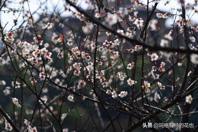 历史悠久的十大名花（海量美图），你选哪个做国花？