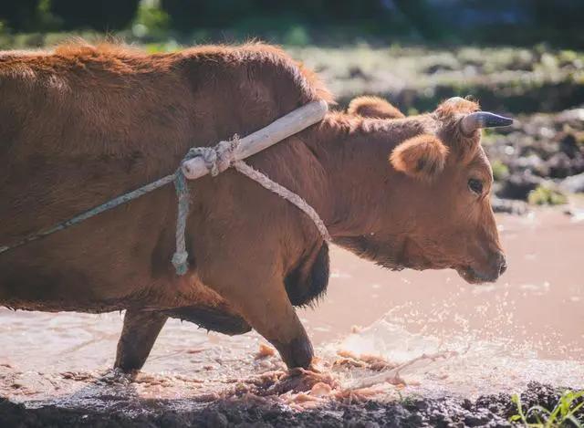中国三次革命分别是什么,两次粮食革命是什么