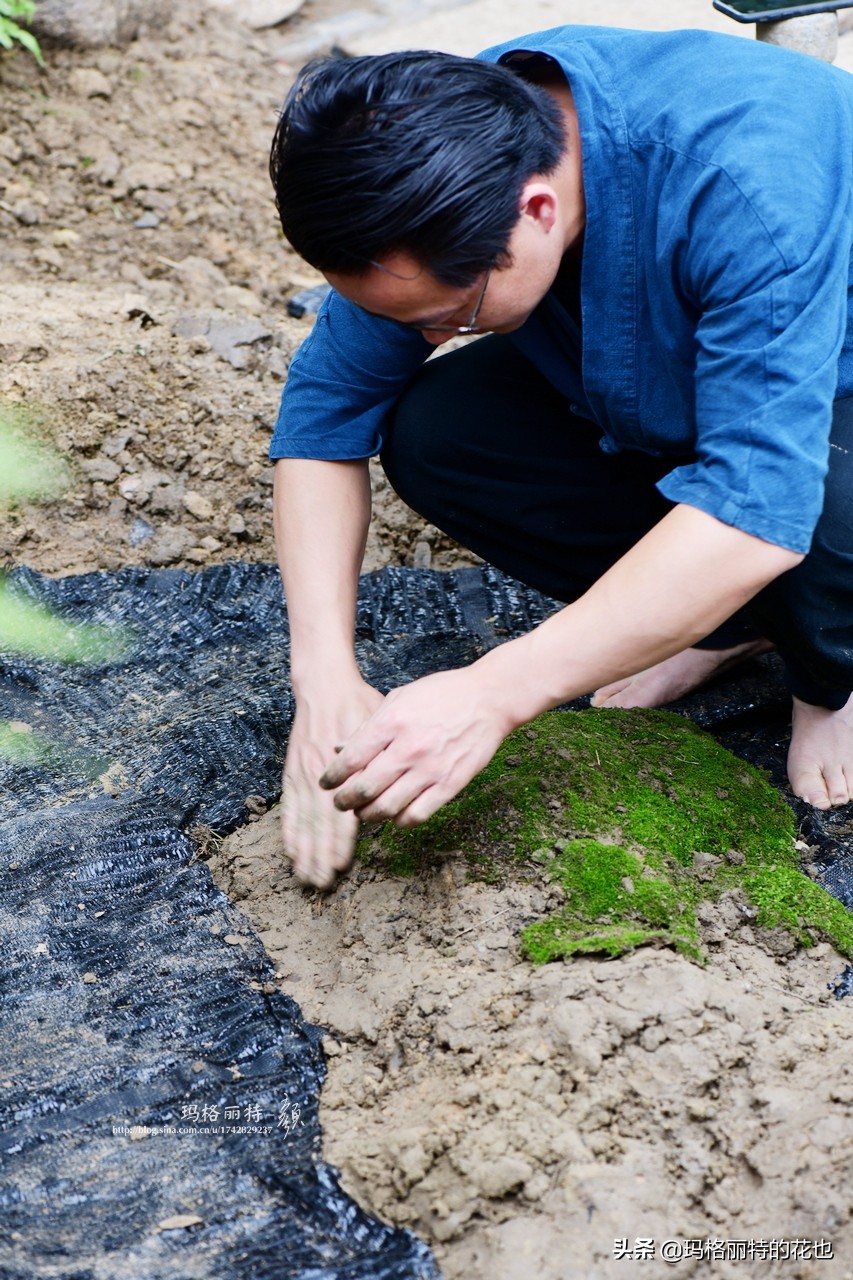 种植苔藓养护方法,苔藓怎么养护才能长得好