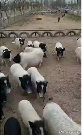 养殖猪的十大坏处,养殖猪存在的问题