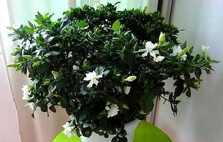 栀子花黄叶的原因及其处理方法,栀子花黄叶是什么原因如何处理