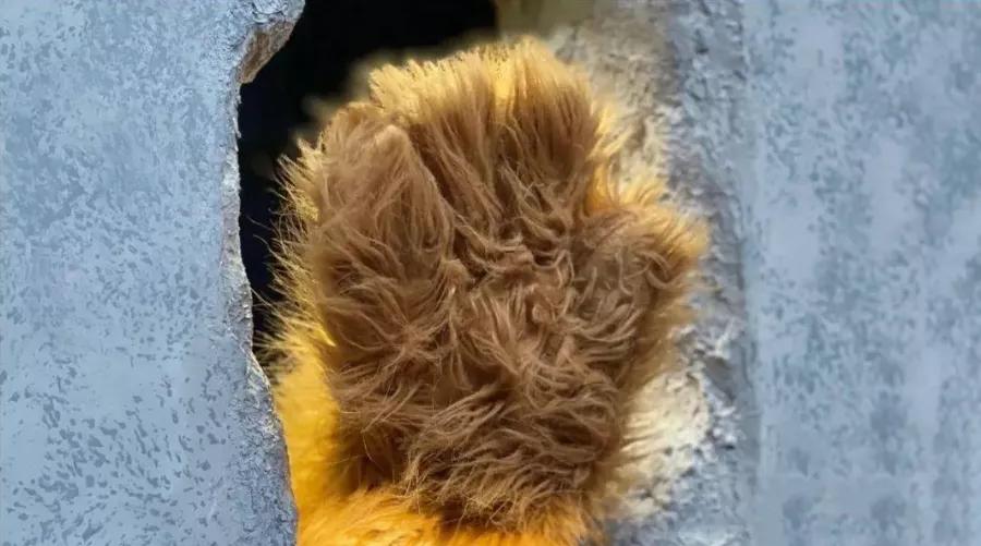 上海iapm熊爪咖啡,上海网红咖啡熊爪一天卖多少