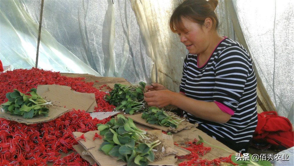 农民种植业赚钱吗现在,农村什么种植业最挣钱的