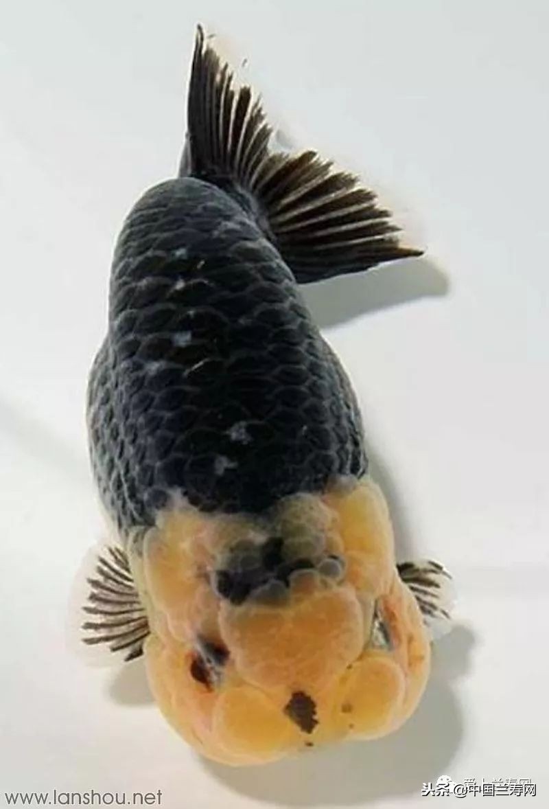 十大最稀有的金鱼品种,比较大的金鱼品种有哪些