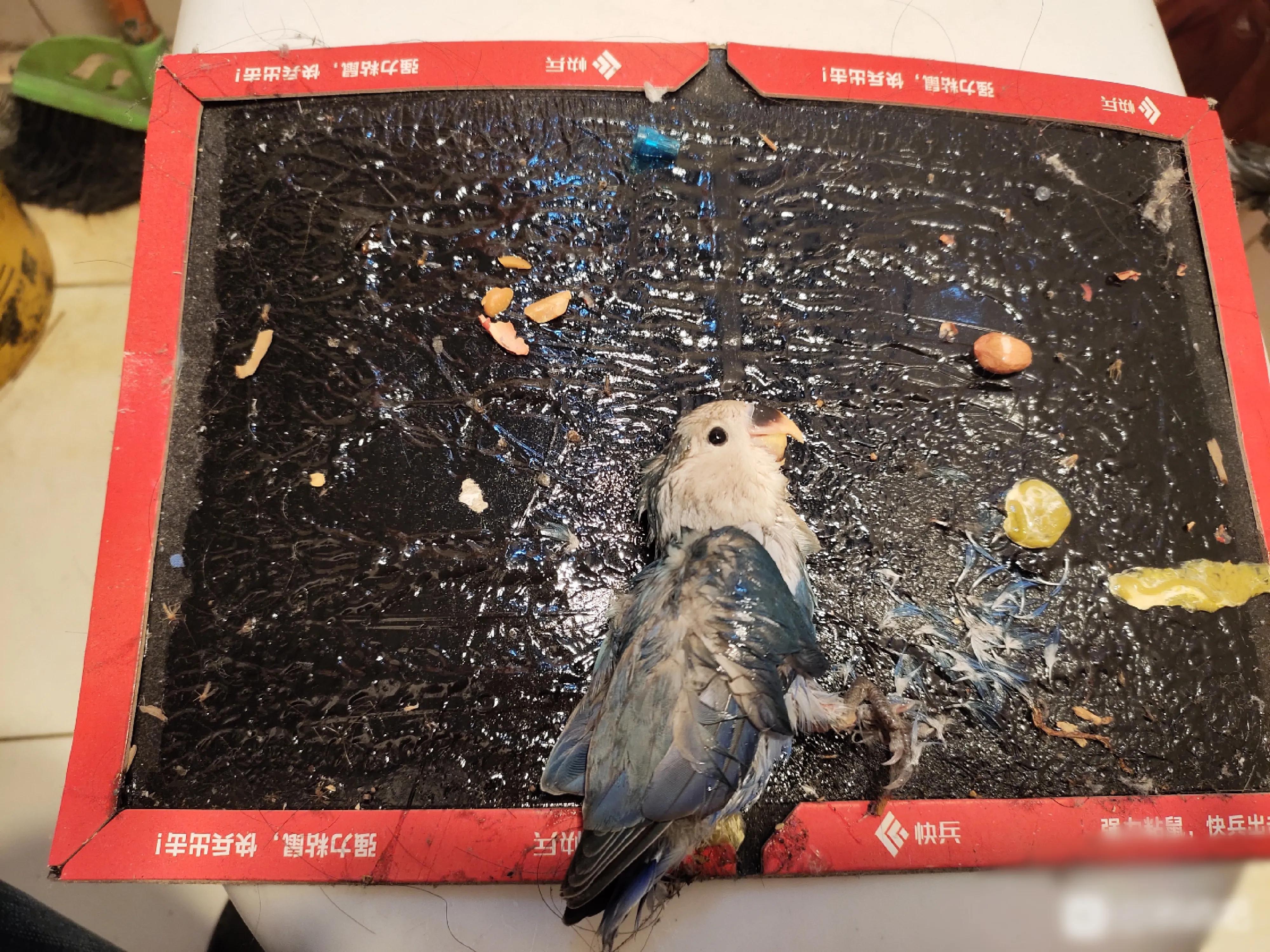 家里养的鹦鹉突然消失,家里养的鹦鹉总掉毛是怎么回事啊