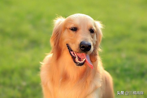 「养宠经验分享」金毛为什么这么多尿，金毛早上尿了十几次