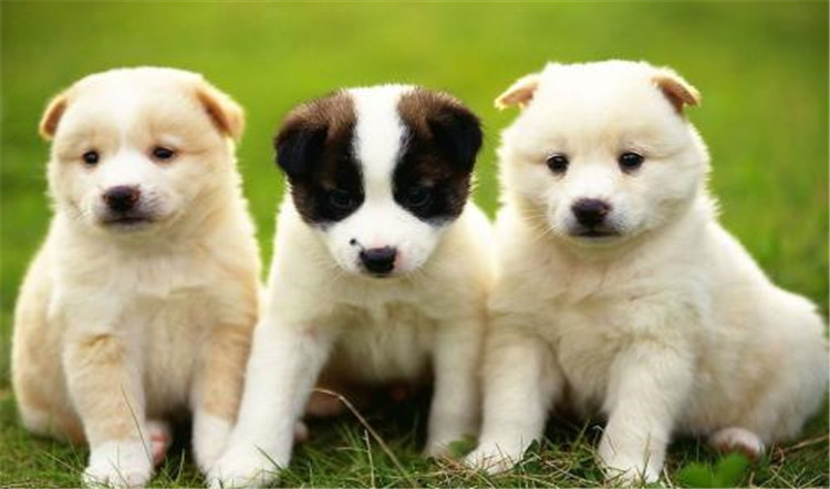 狗妈妈生孩子了该怎么办,狗妈妈生不出来怎么办