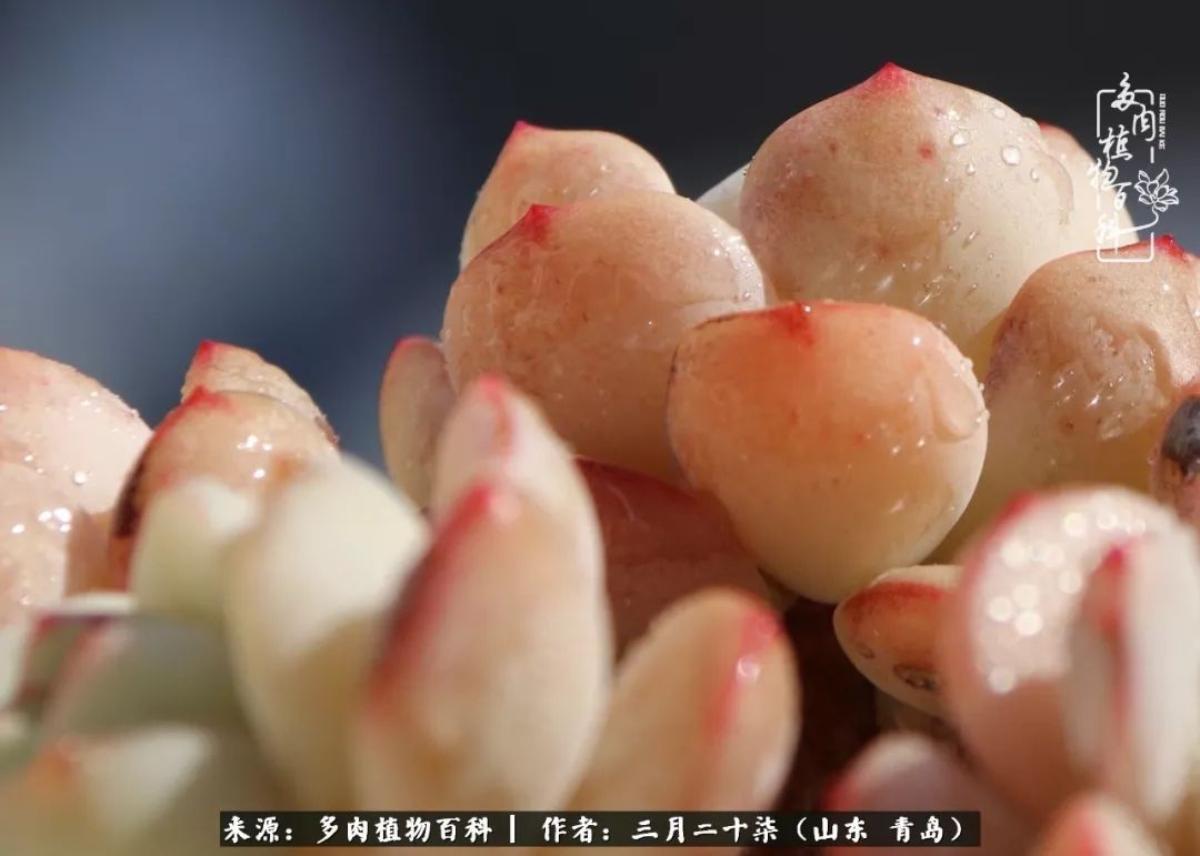 有多肉，有狗狗，给生活多一点惊喜