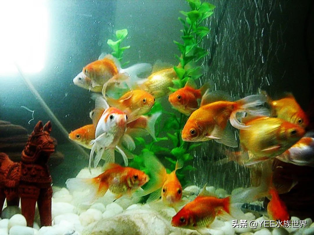 养鱼遇到的问题和解决办法,养鱼太麻烦了