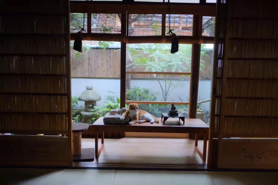 一人一茶一猫陪伴的时光,一人一茶一猫