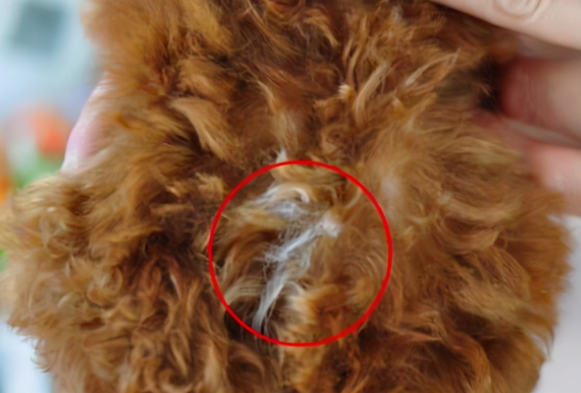 小泰迪犬的眼睛长白毛,泰迪犬长了白毛怎么回事