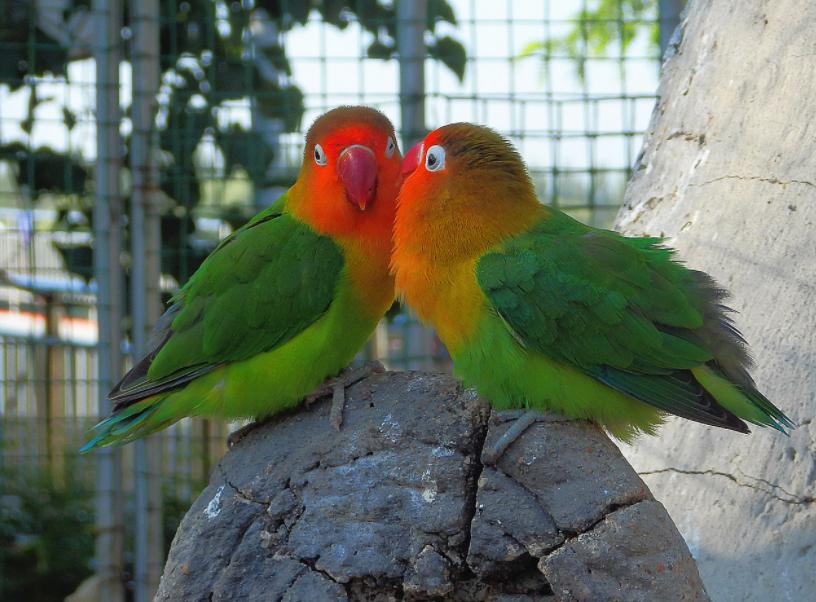 对“啥都吃”的牡丹鹦鹉，可别乱喂，辣椒、巧克力这是鸟能吃的吗