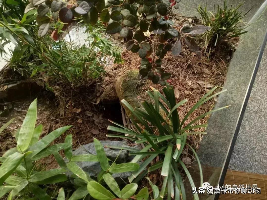 丛林造景黄缘龟池设计图大全,龟宝宝黄缘龟生态缸造景教程