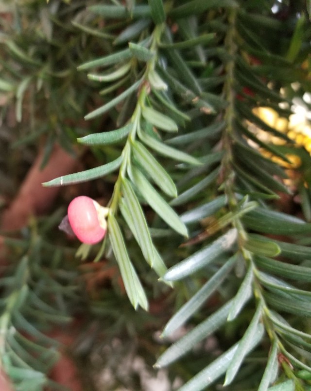 三尖杉和粗榧区别,怎么区分红豆杉与香榧树