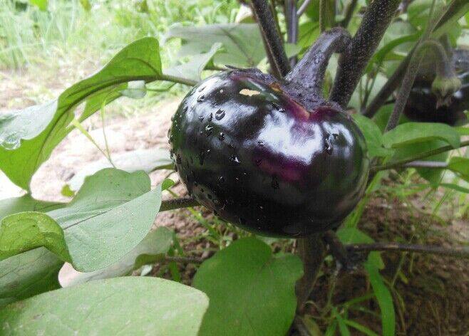 阳台种植茄子的方法,栽种茄子怎么浇水