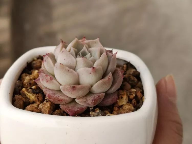 多肉一个月对比照,多肉30天前后对比图