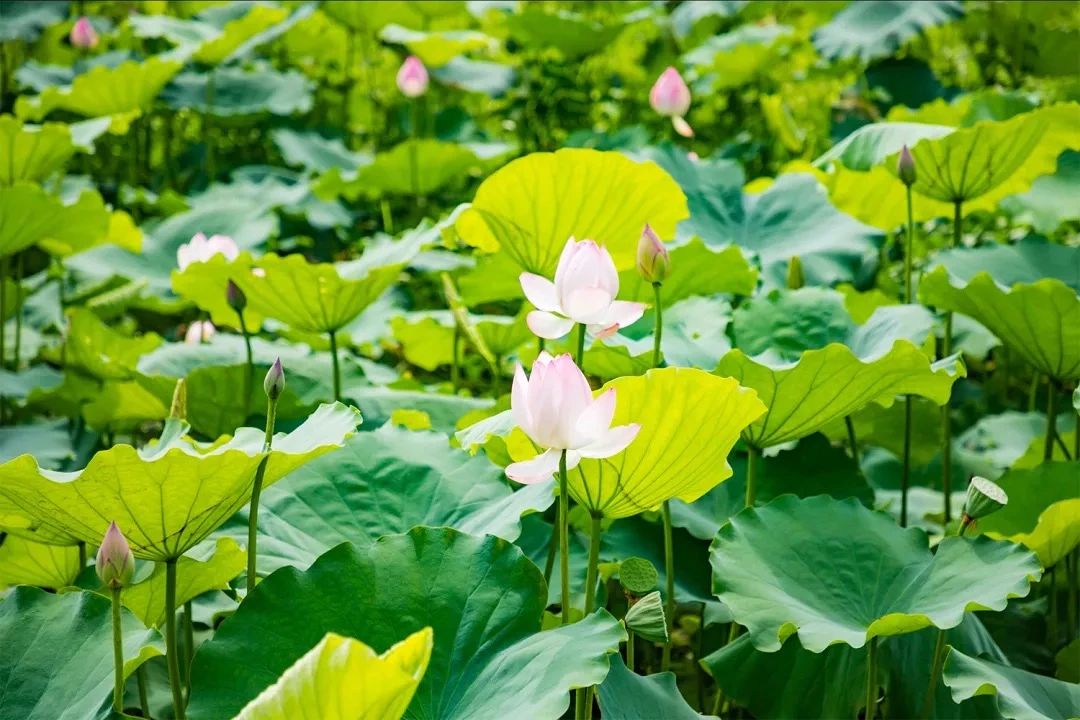 放假在深圳能去哪里玩,放假了可以去深圳的哪些地方玩