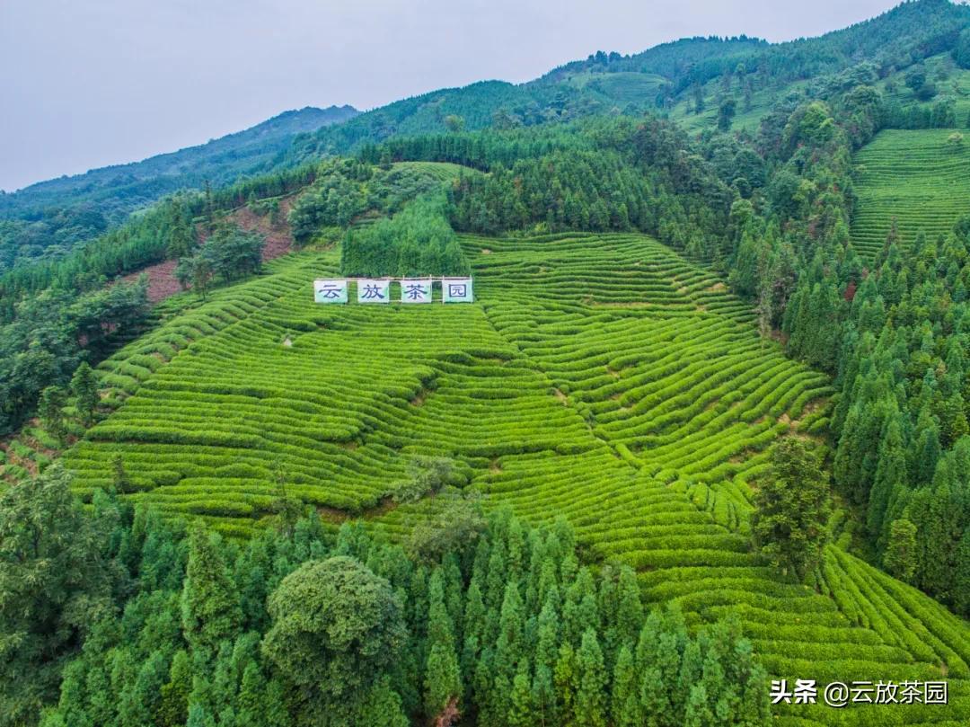 云放茶园深度解析,云放茶园最新视频