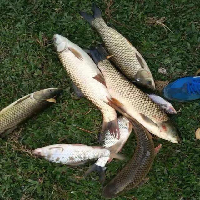 钓鱼把人拉走要怎么办,被钓鱼的人威胁怎么办