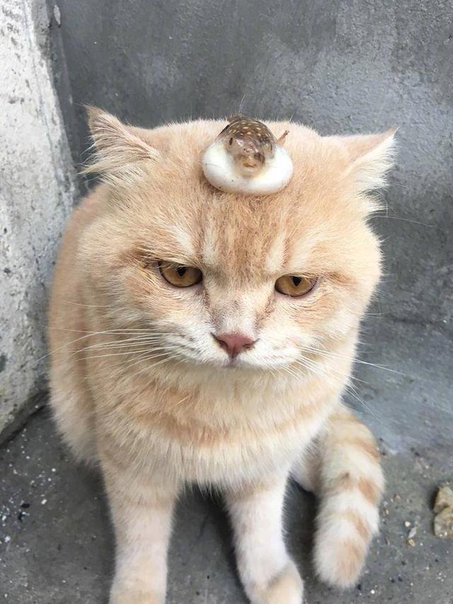 怎么让猫咪反抗狗狗的欺负,为啥猫咪不打老人