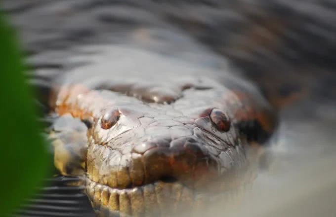 世界上巨无霸的巨蛇是什么,世界上40斤的巨蛇