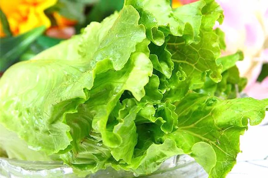 生菜的种植时间和种植方法,生菜的种植技巧和种植时间