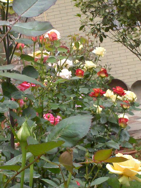 乡村小院改造老房子,乡村小院花园