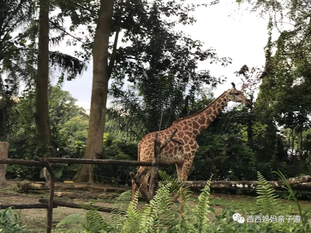 新加坡一天来回马来西亚乐高乐园,乐高马来西亚旅游记