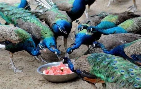 养殖什么稀奇的品种赚钱快又好养,养殖最赚钱的品种