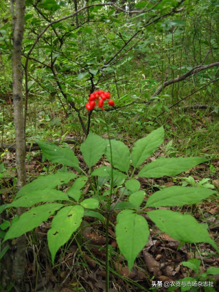 农业怎么种才能赚钱,谁说农业是暴利行业