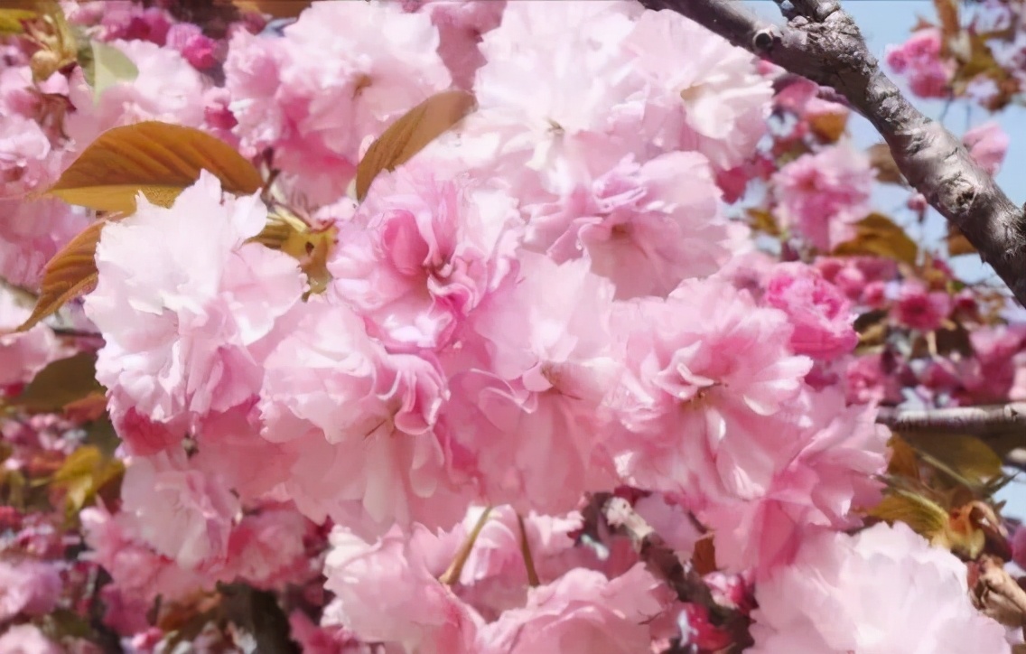 又是人间四月天踏青赏花正当时,正是人间芳菲时