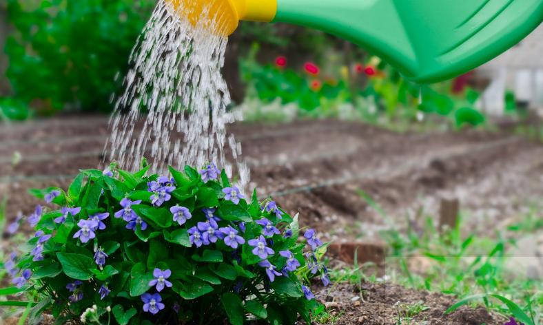 花卉水浇多了该怎么处理,水浇过多花卉会出现什么现象