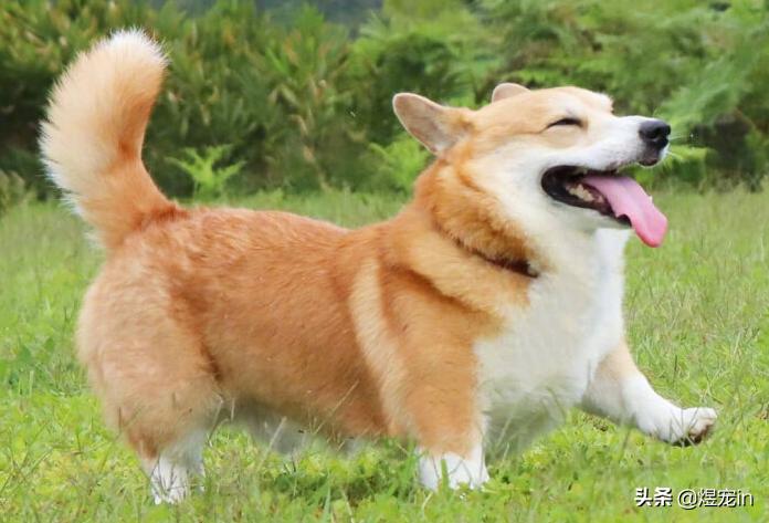 小区狗狗随处大小便怎么办,怎么让狗狗不随地大小便教程