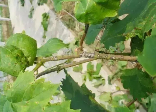 克瑞森葡萄常见病害,夏黑葡萄常见病害及防治