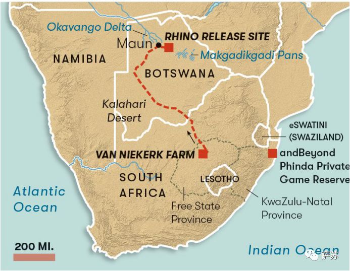 四脚倒挂吊上天运800英里？人类这般虐犀牛，背后的原因听了心酸