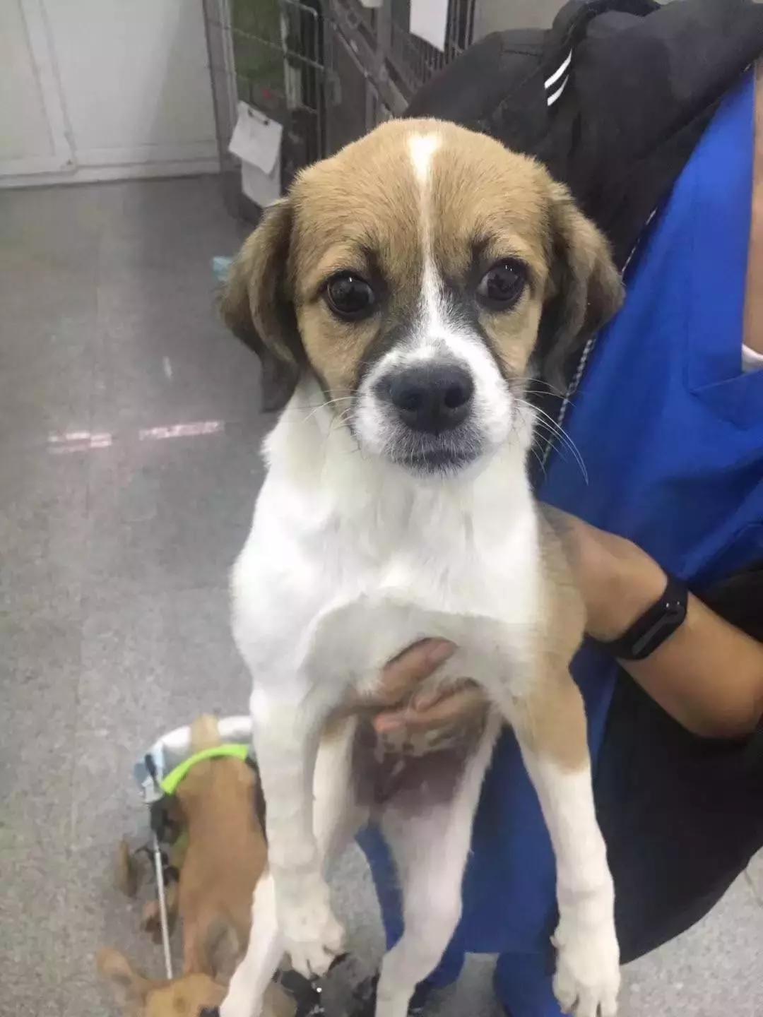 给它们一个家|线上宠物领养日,201903101