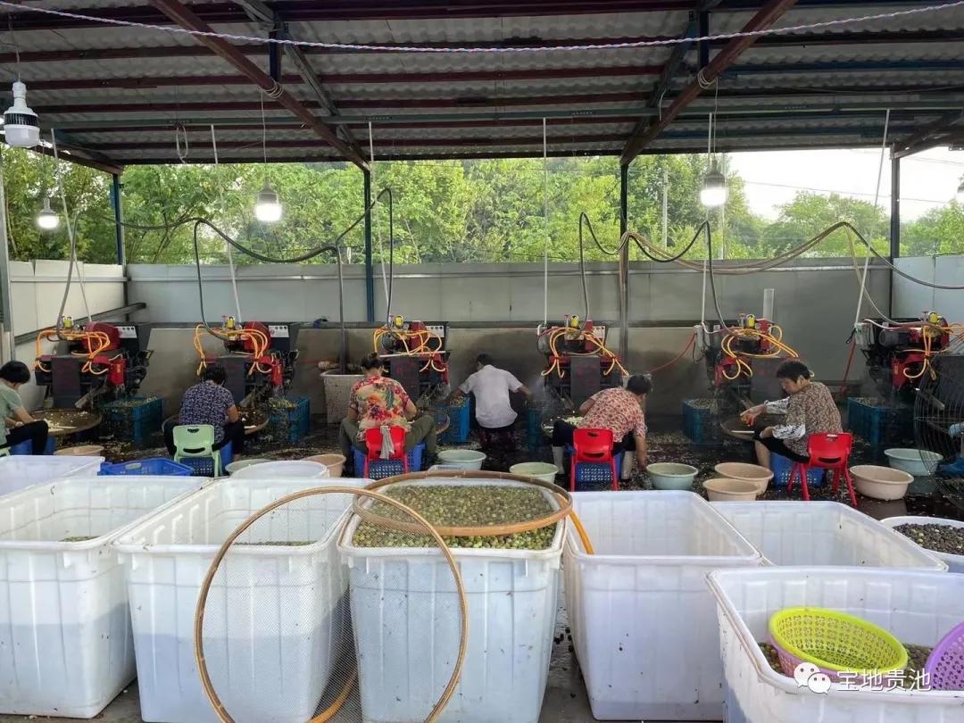 村级集体经济发展经验做法,发展壮大村集体经济思路和想法