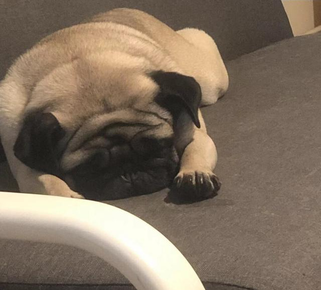 巴哥犬上厕所训练方法,巴哥犬专用厕所