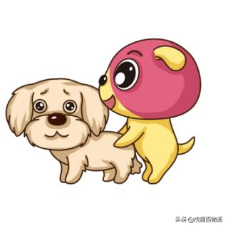 泰迪爬跨行为怎么解释,泰迪狗狗尴尬期的表现有哪些