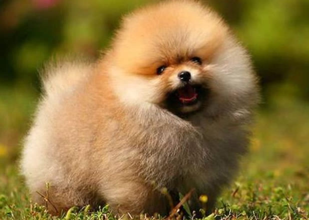 新手养博美必买用品,养博美新手应该用什么狗粮